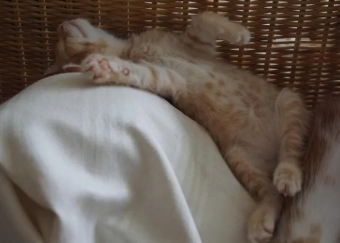 Kreimer-hof Apartmán *